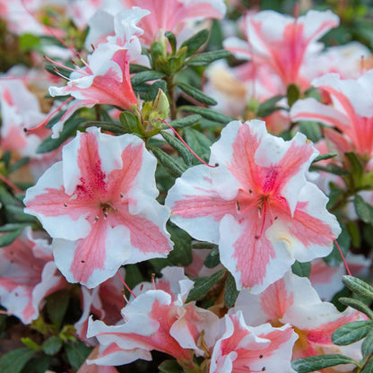 Autumn Starburts Encore Azalea