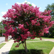 Tuscarora' Crape Myrtle, Coral Pink Flowers, Gorgeous Fall Color