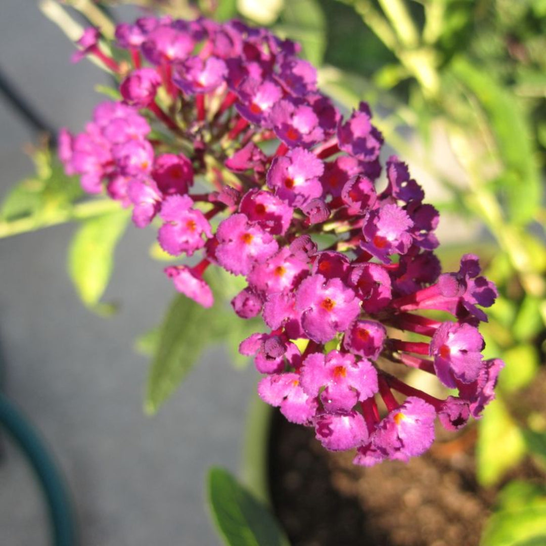 Tutti Frutti Butterfly Bush