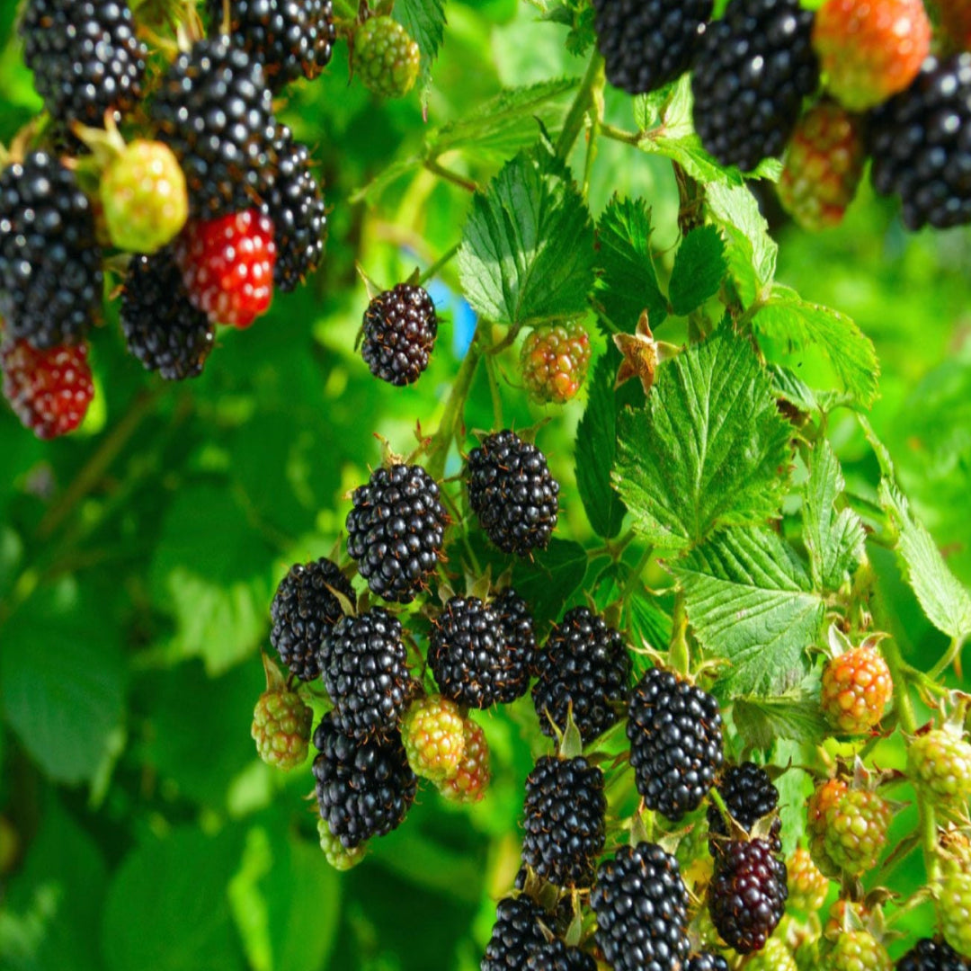 Blackberry Shawnee, Heavy Producer Throughout The Season