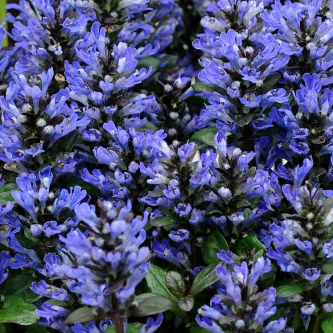 Ajuga Reptans Blueberry Muffin - [EG]