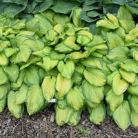 Hosta 'Stained Glass' - [EG]