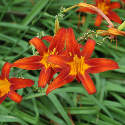 Nashville Star Hemerocallis Daylily