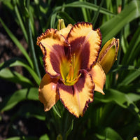 Hemerocallis Rainbow Rhythm 'Blazing Glory'