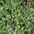 Vinca minor Periwinkle flowering plant
