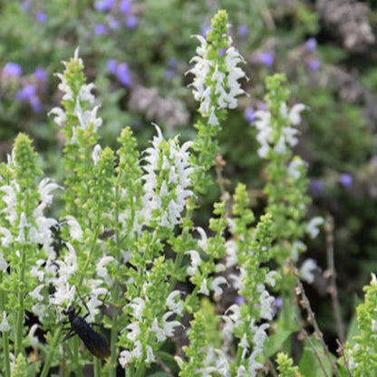 Salvia nemorosa &