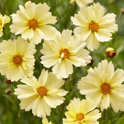 Coreopsis hybrida &