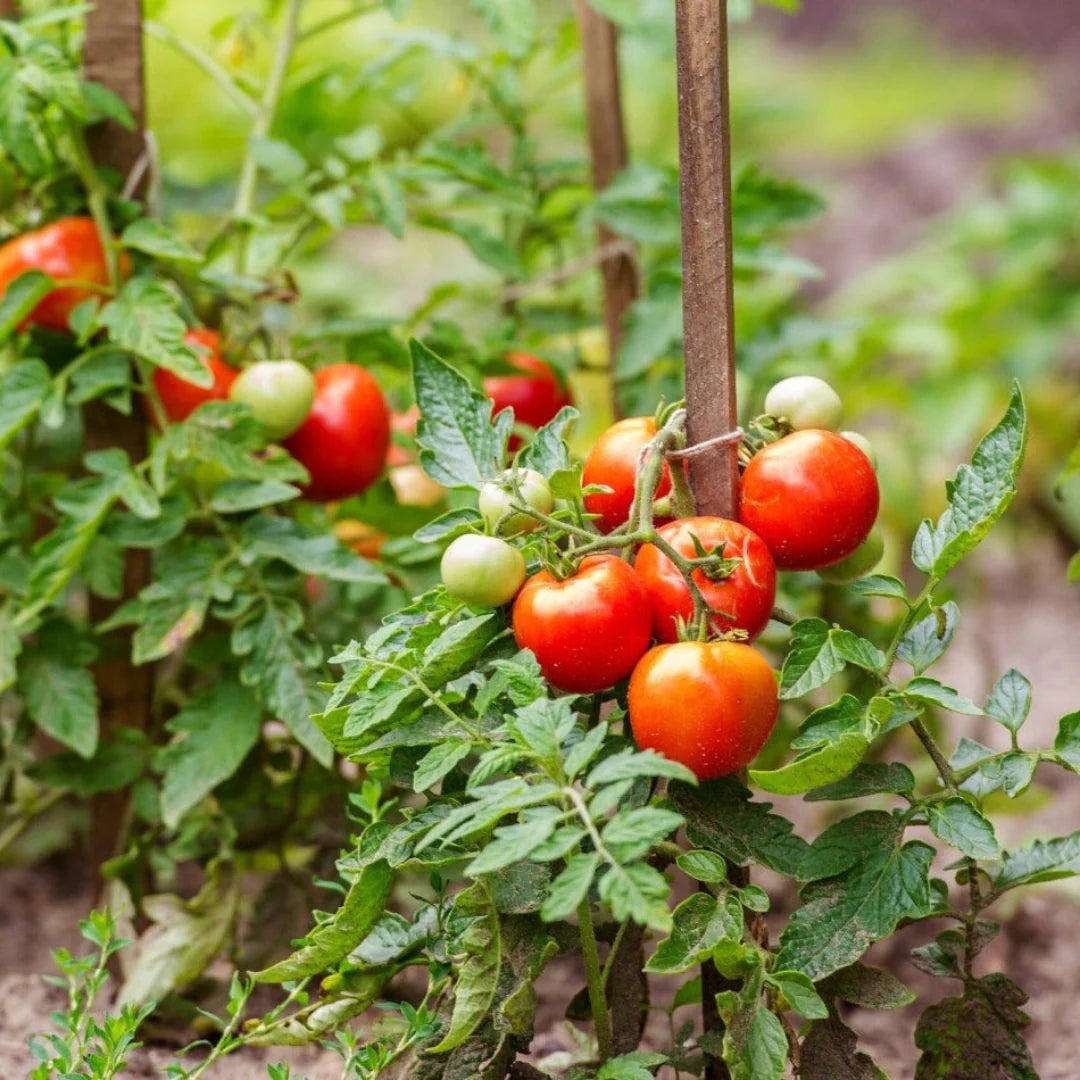 Tomato Plant &