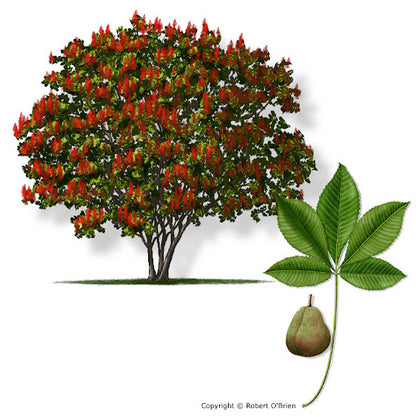 Red Buckeye Plant