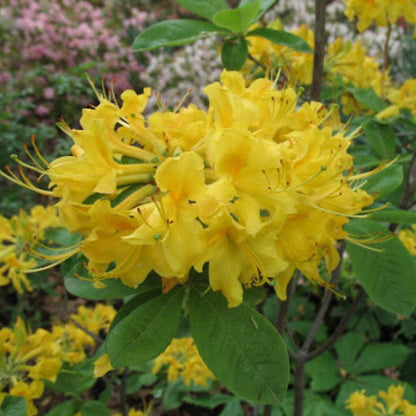 Sunny Side Up Rhododendron
