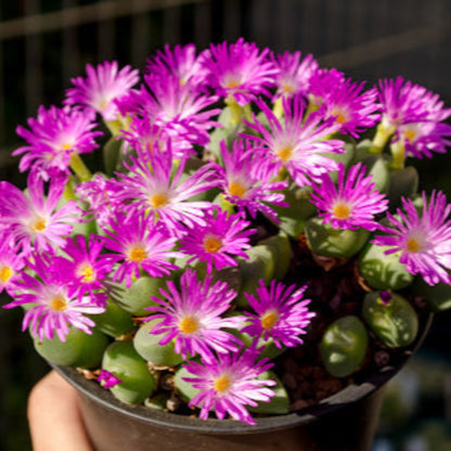 Delosperma Hot Cakes &