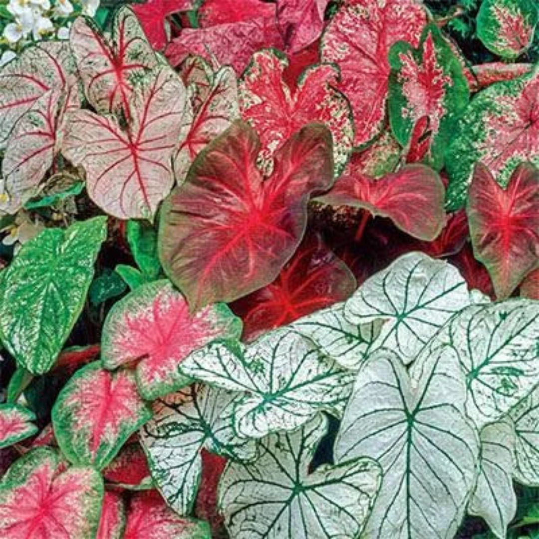 Caladium Plant – Colorful Tropical Foliage Live Indoor Plant in Ceramic Pot