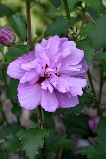 Rose of Sharon