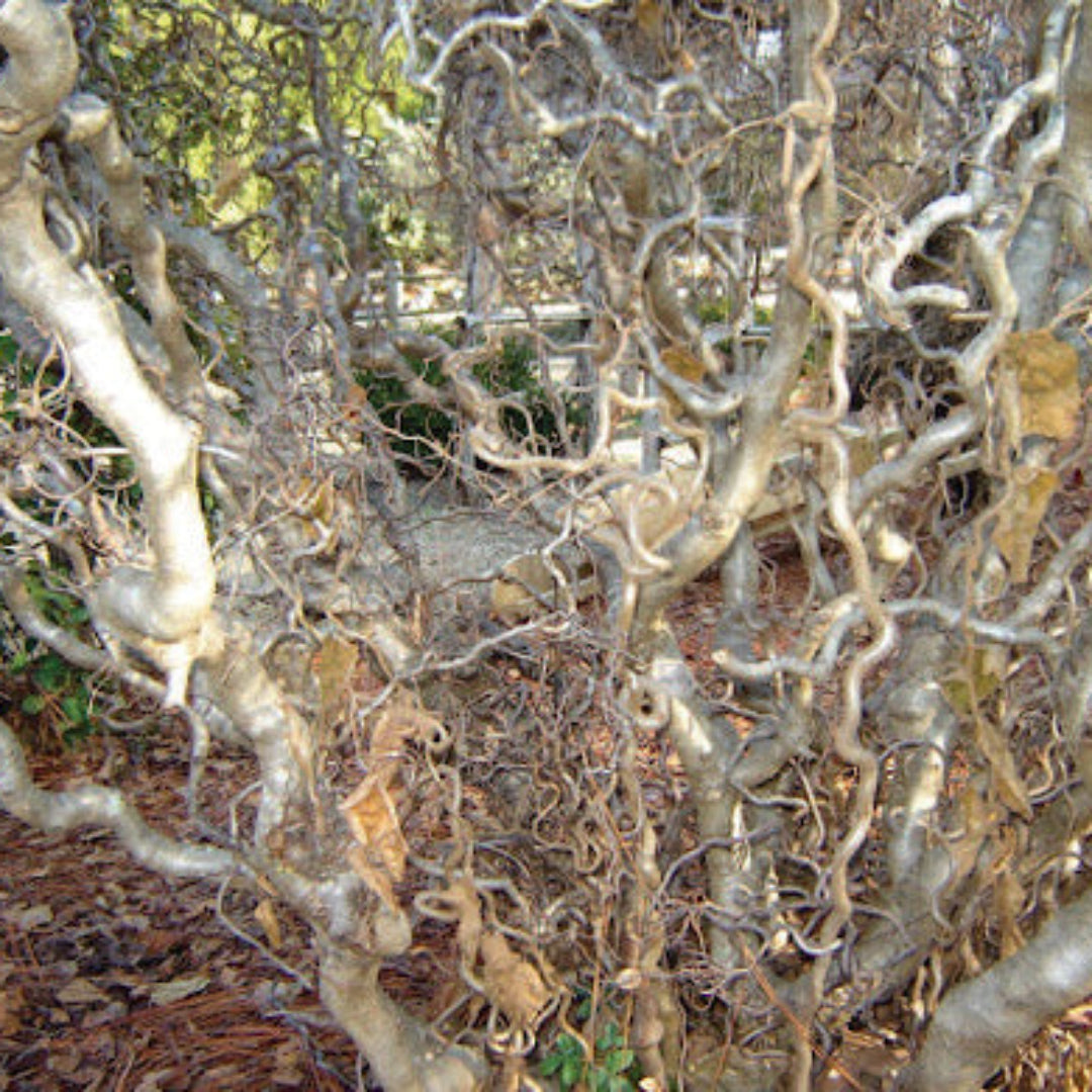 Harry Lauders Walking Stick