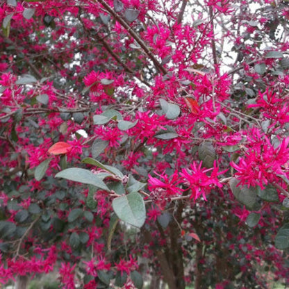 Sizzling Pink Loropetalum