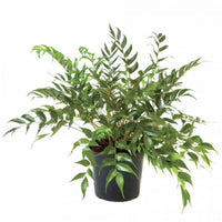 Japanese Holly Fern (Cyrtomium falcatum) - [EG]