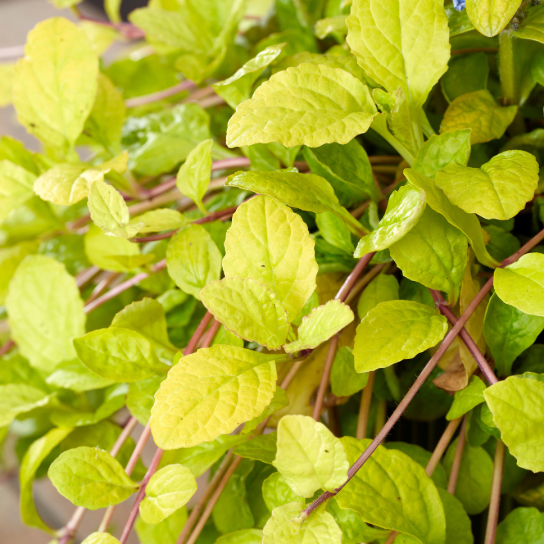 Ajuga Feathered Friends &