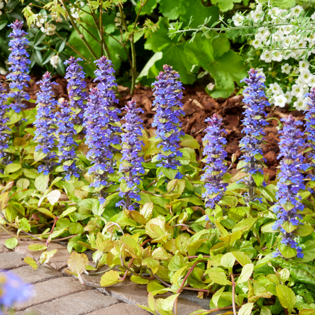 Ajuga Feathered Friends &