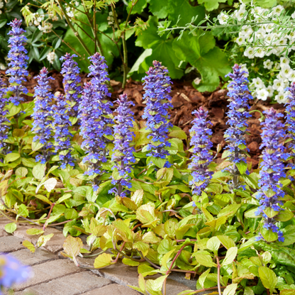 Ajuga Feathered Friends &
