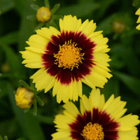 Coreopsis Hybrida 'Uptick Yellow and Red' - [EG]