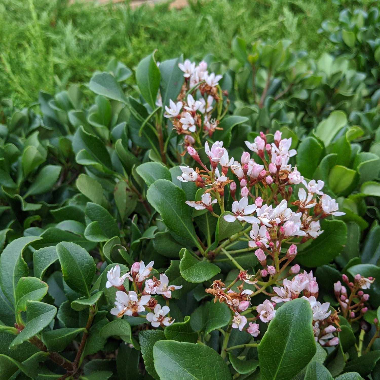 Snowcap Indian Hawthorn