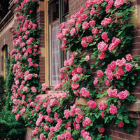 Zephirine Drouhin Rose