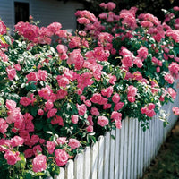 Climbing Queen Elizabeth Rose