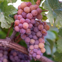Grapevine with red seedless grapes growing on trellis