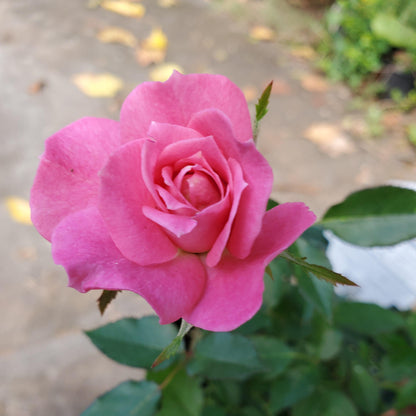 Sunrosa Fragrant Pink