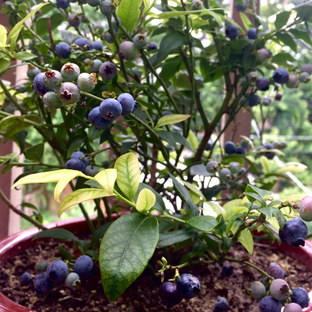 Top Hat Blueberry plant with compact growth and berries