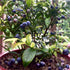 Top Hat Blueberry plant with compact growth and berries