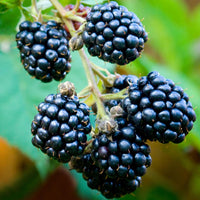 Triple Crown Blackberry