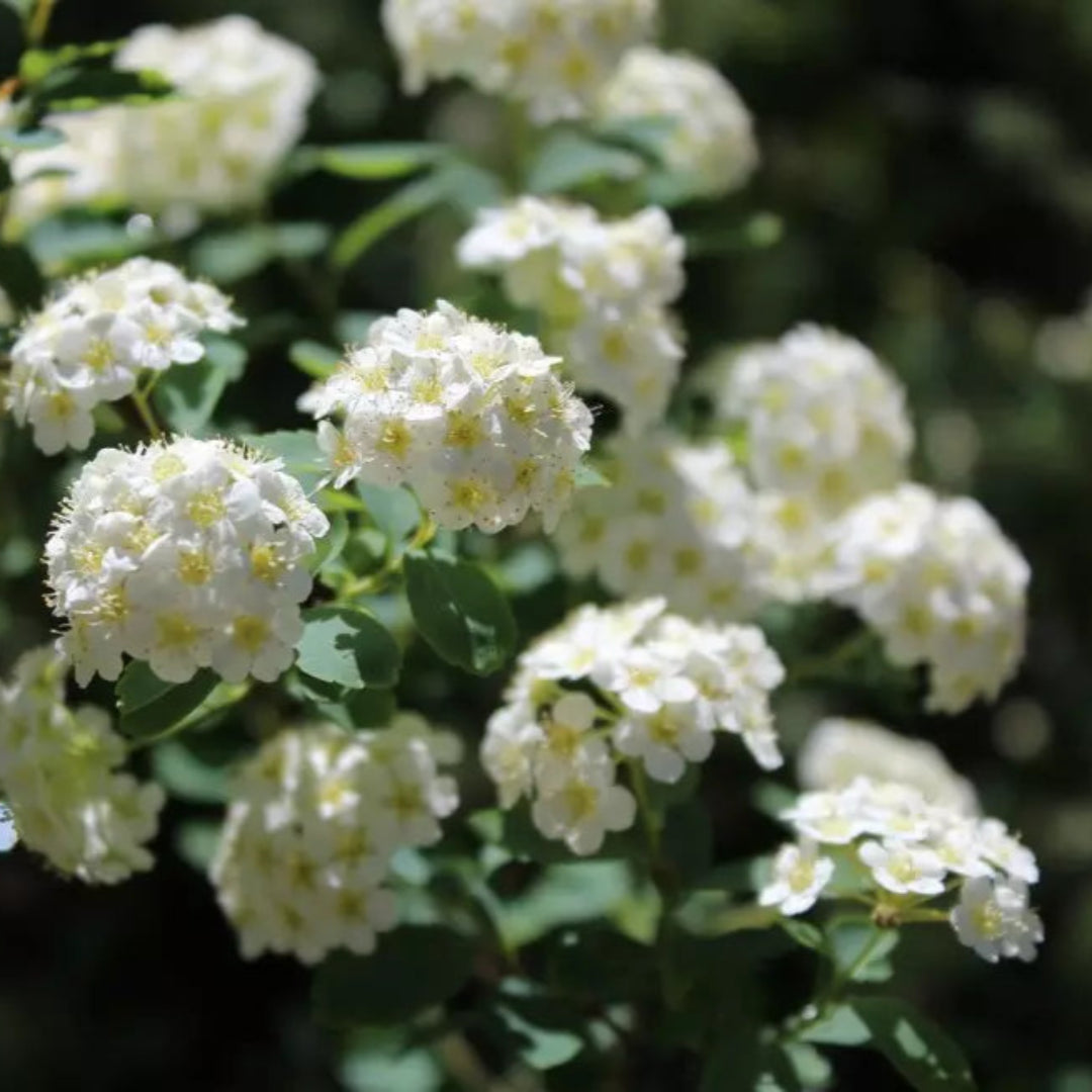 Close-up of Vanhouttei Spirea with arching white blooms