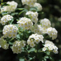 Spiraea Vanhouttei