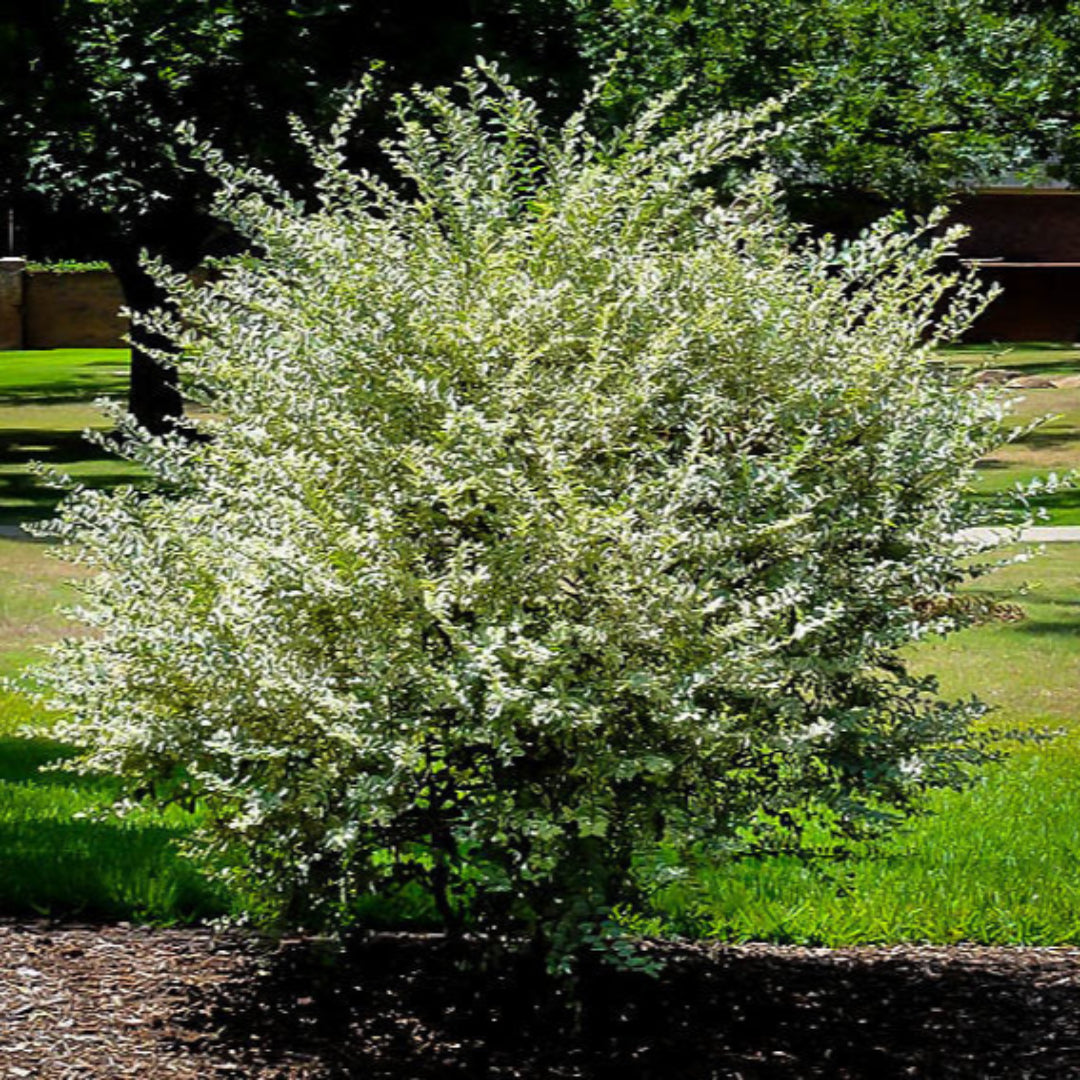Variegated Privet