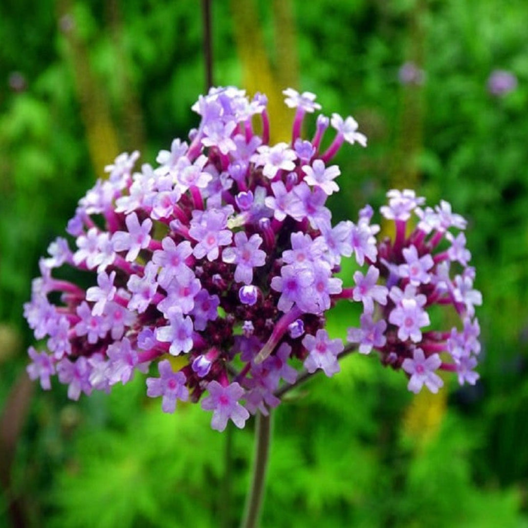 Verbena Bonariensis Lollipo - [EG]
