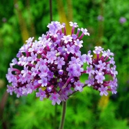 Verbena Bonariensis Lollipo - [EG]