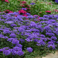 Verbena 'EnduraScape Blue' Creeping Verbena - [EG]