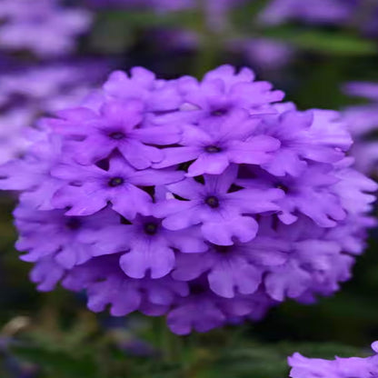 Verbena &