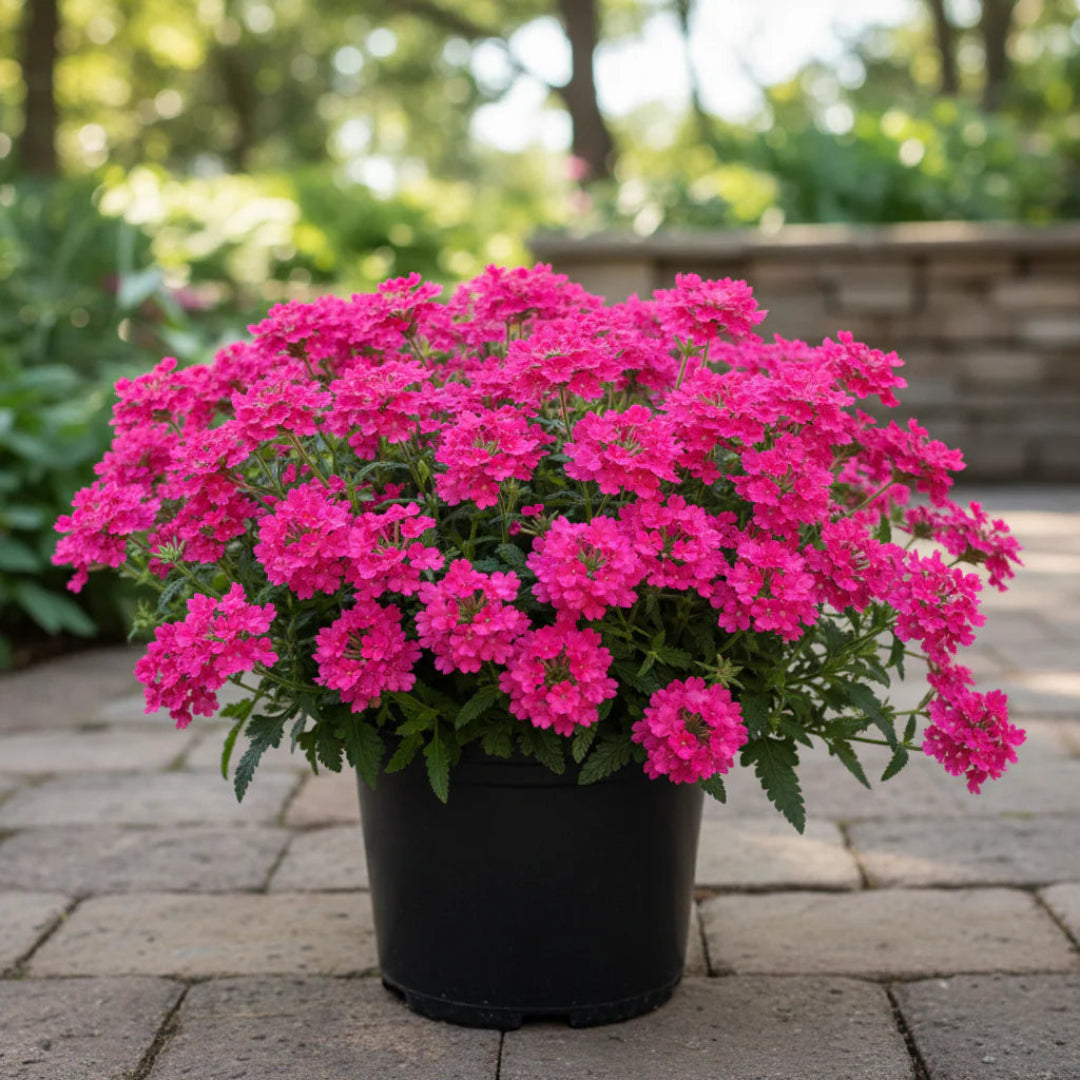 Verbena Homestead Hot Pink - [EG]