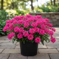 Verbena Homestead Hot Pink - [EG]