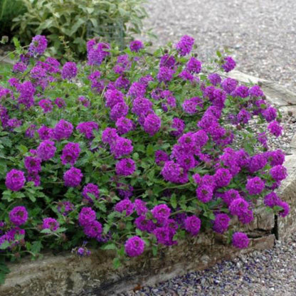 Verbena x &