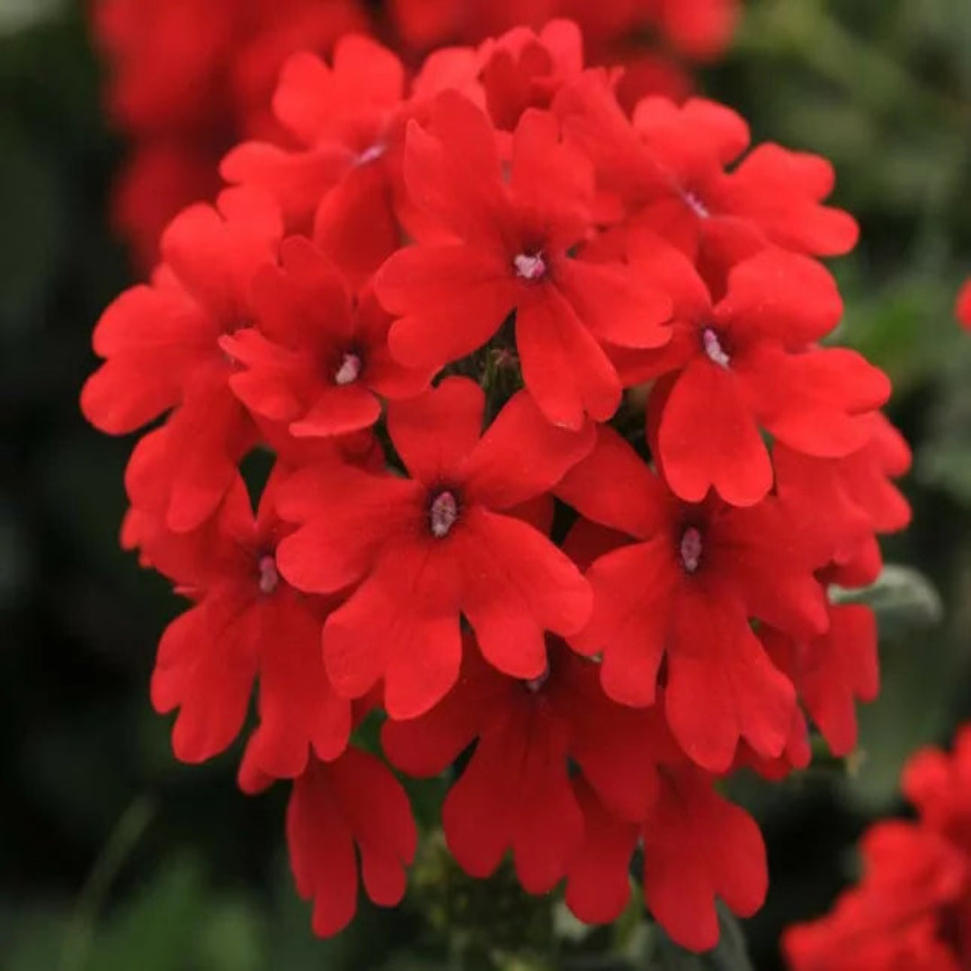 Verbena ‘EnduraScape Red’ Creeping Verbena - [EG]