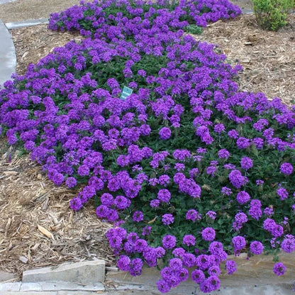 Verbena Valley Lavender flowering plant