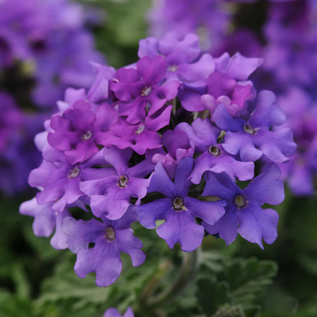 Verbena &