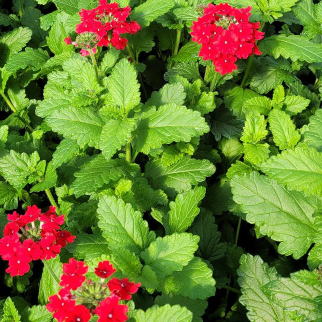 Verbena ‘EnduraScape Red’ Creeping Verbena - [EG]
