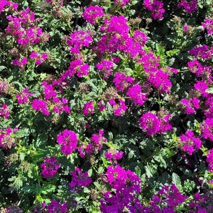 Verbena Homestead Hot Pink - [EG]
