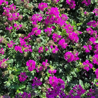 Verbena Homestead Hot Pink - [EG]