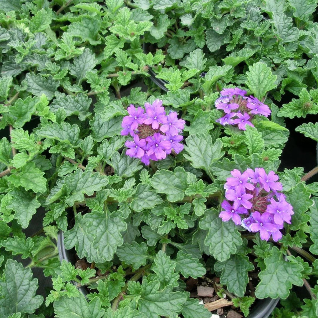 Verbena x &
