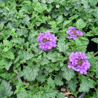 Verbena x 'Homestead Purple' - [EG]